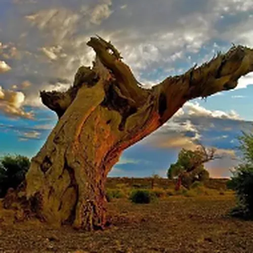 Golden poplar forest in the desert