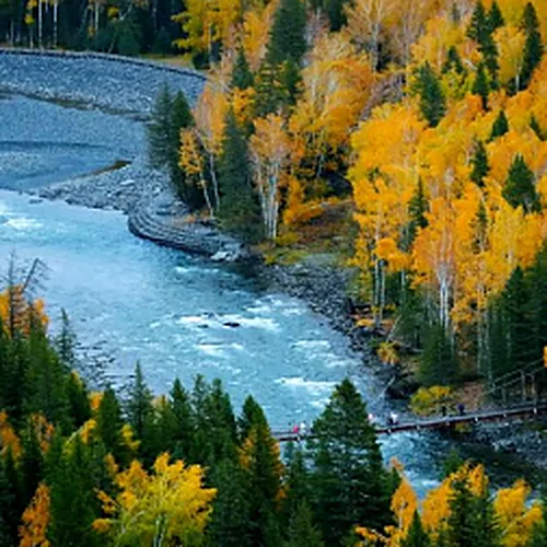 Kanas river through autumn forest