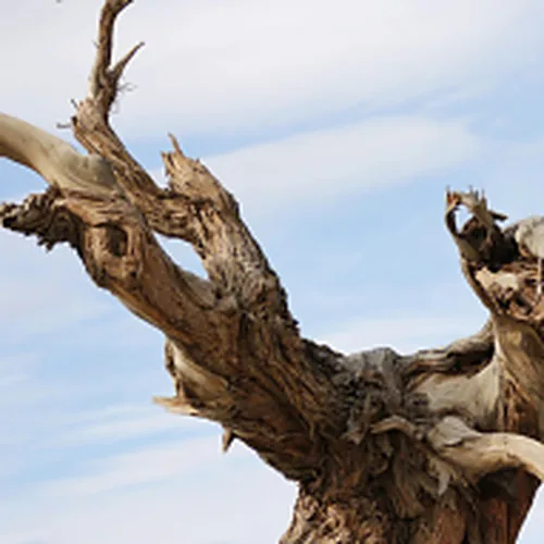 Ancient populus euphratica tree