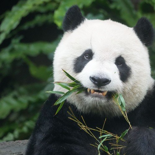 Giant panda eating bamboo