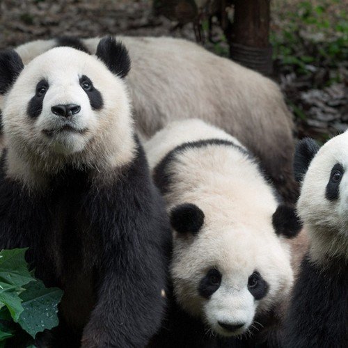 Giant pandas at Chengdu Panda Base