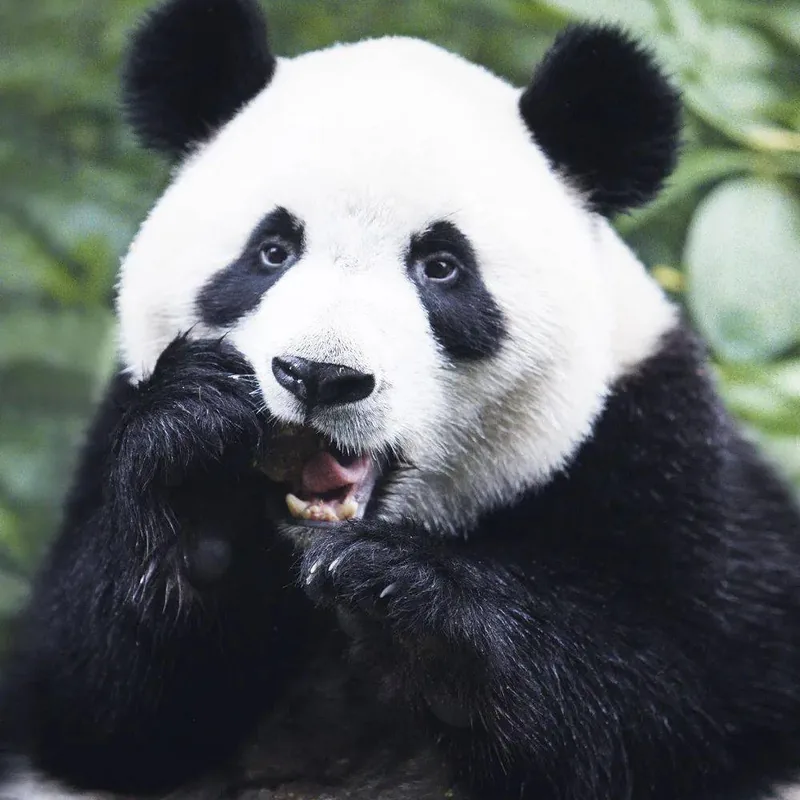 Panda feasting on fresh bamboo