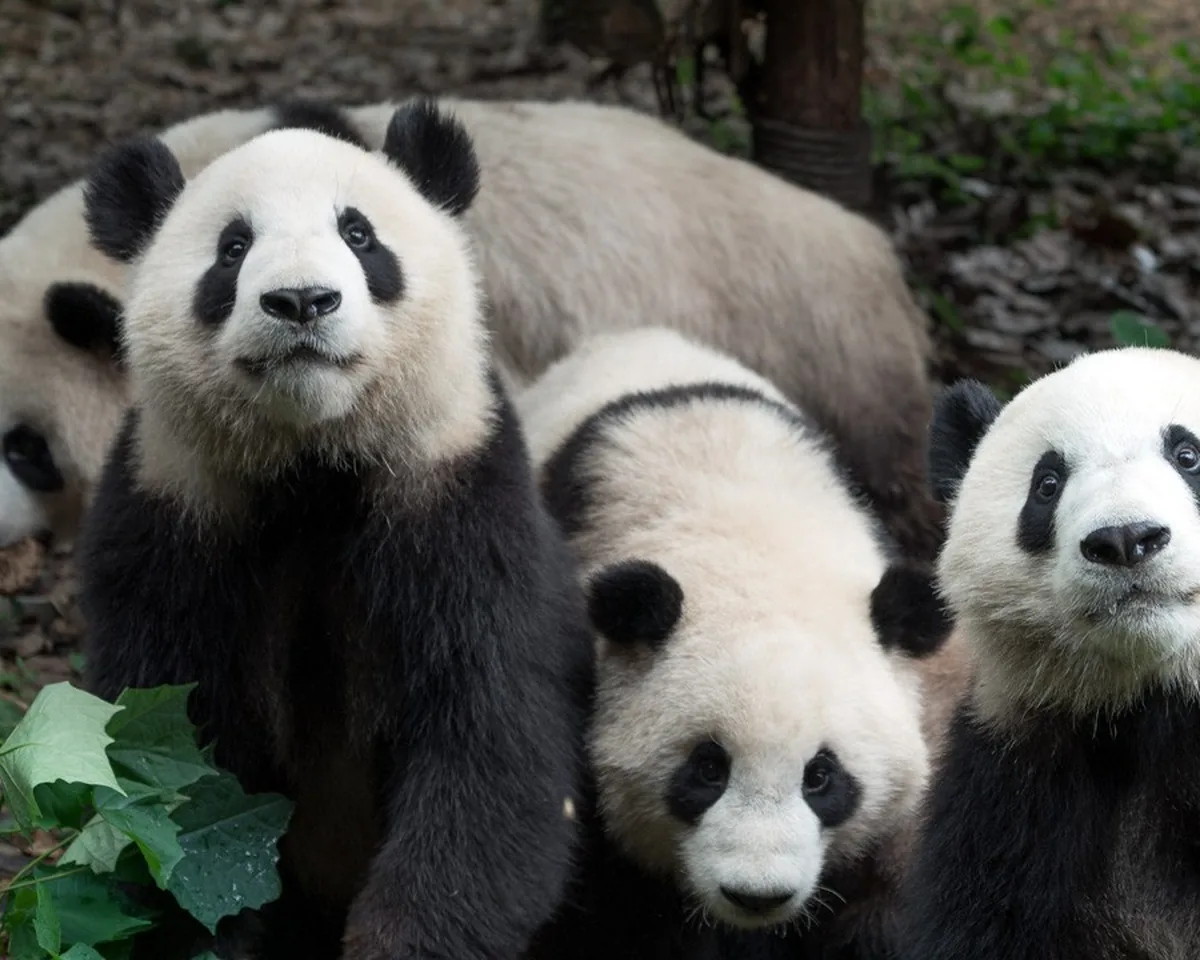 Pandas, Before the Crowds
