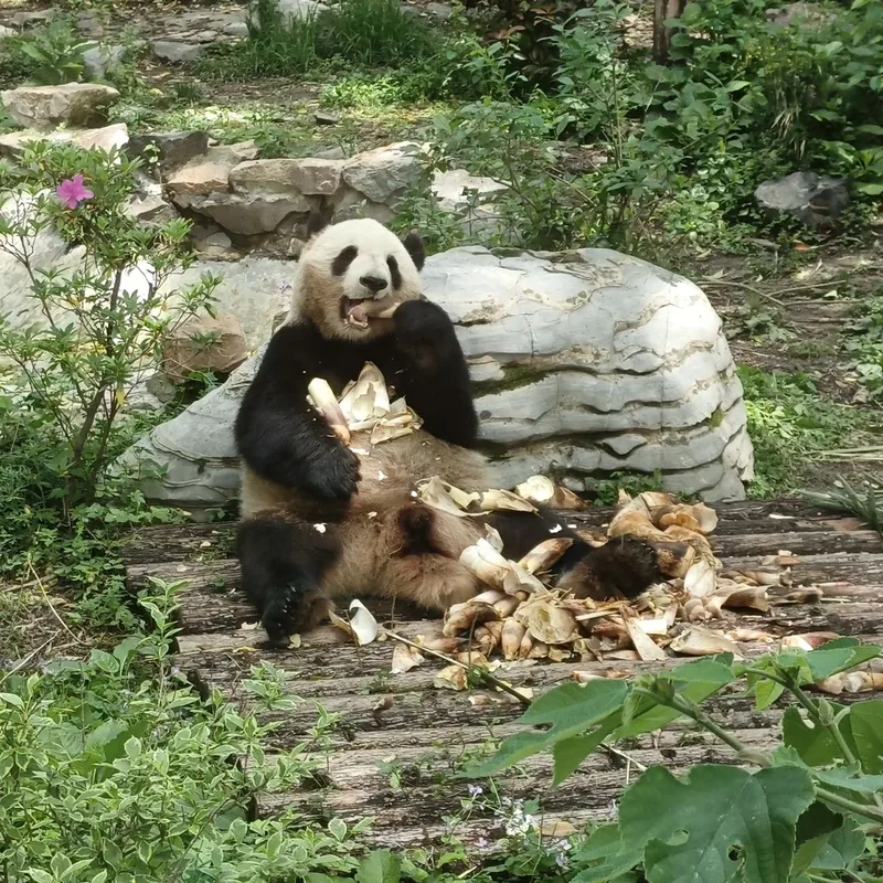 Panda snacking on bamboo shoots