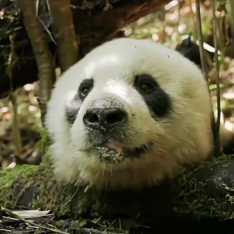 Young panda lounging on a mossy log