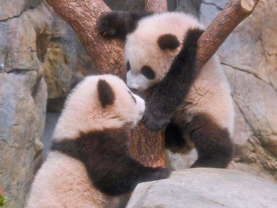 Giant panda cubs playing on a branch at the Chengdu panda base