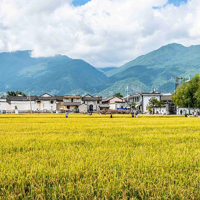Xizhou Ancient Town and rice paddies
