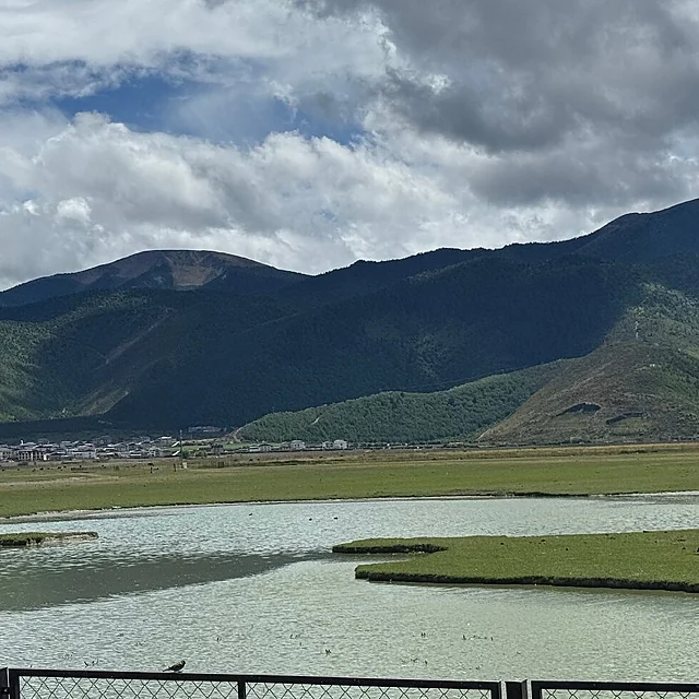 Napahai grasslands with yaks